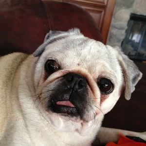 Fundraising Page: Lisa Schwartz